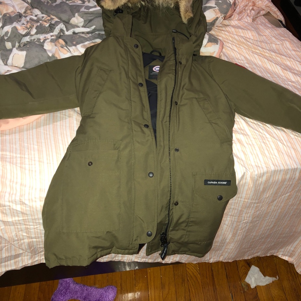 Canada goose